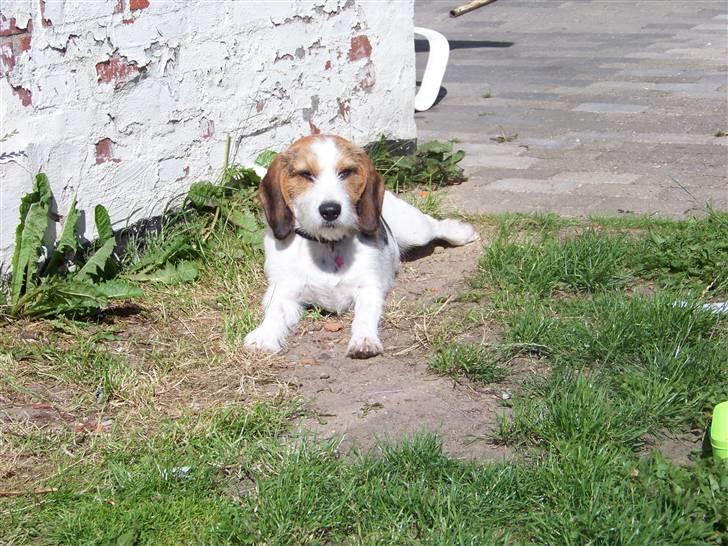 Blanding af racer Prinsesse Fiona billede 1