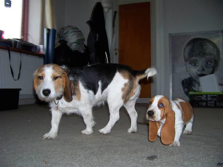 Blanding af racer Prinsesse Fiona billede 2