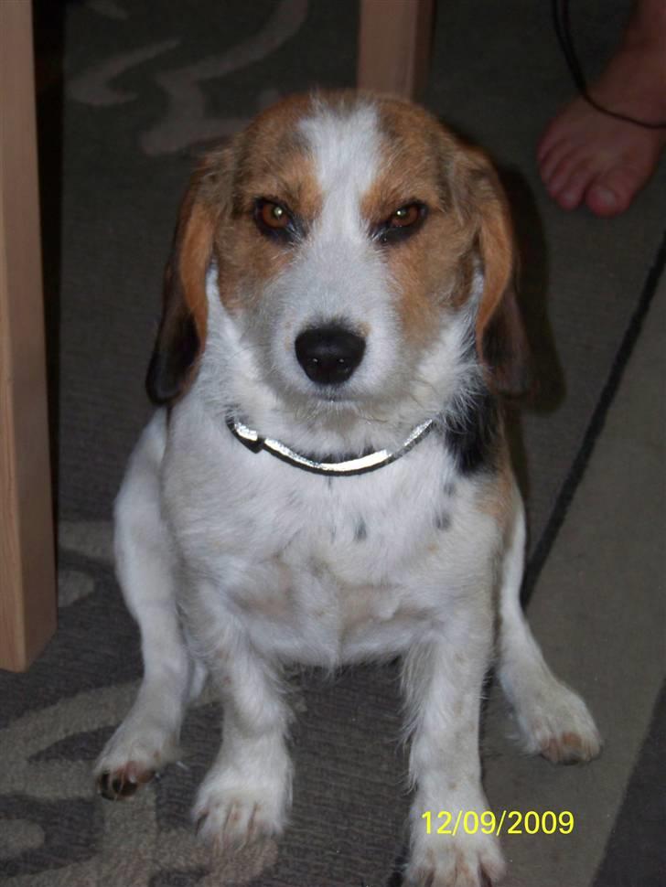 Blanding af racer Prinsesse Fiona billede 3