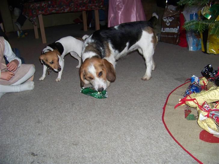 Blanding af racer Prinsesse Fiona billede 5