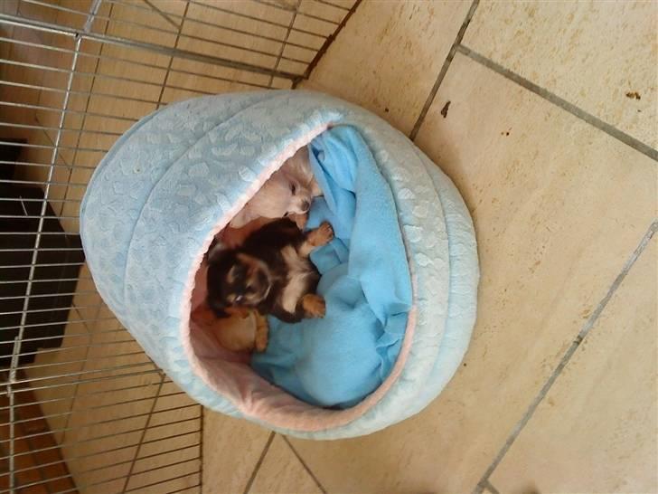 Chihuahua Gismo - gismo og hans bror john som os er her inde:) billede 4