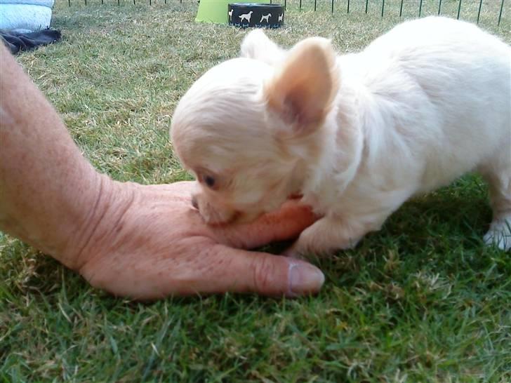 Chihuahua Gismo - gismo som leger billede 5