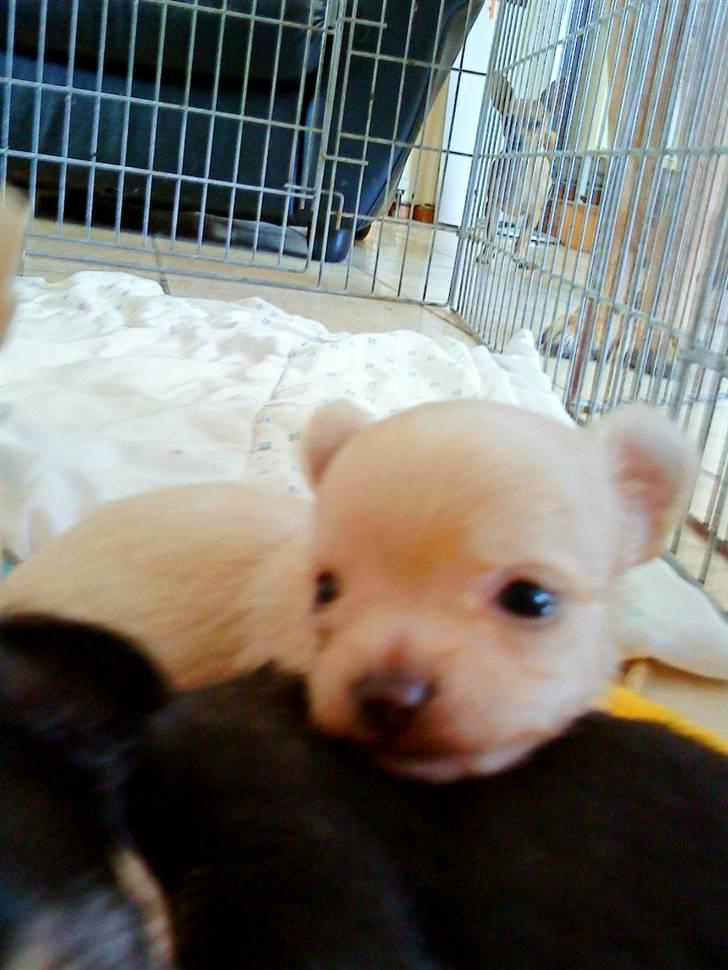 Chihuahua Gismo - putte gøj billede 6