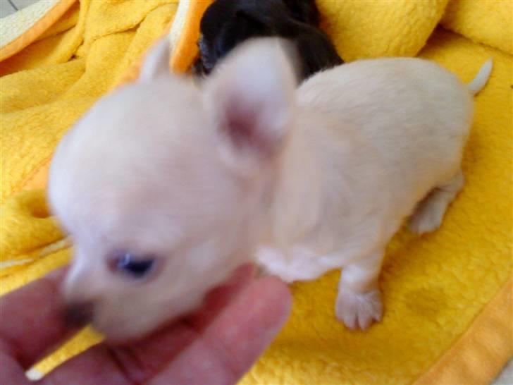 Chihuahua Gismo - kæle pot billede 7