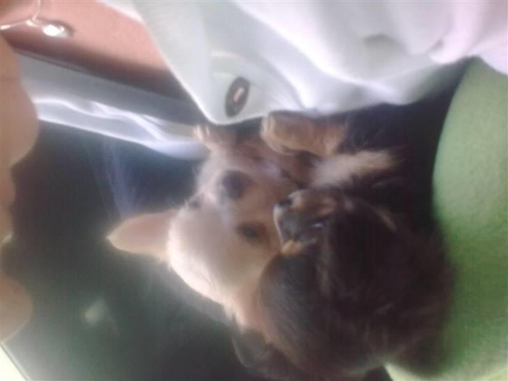 Chihuahua Gismo - gismo og john billede 8