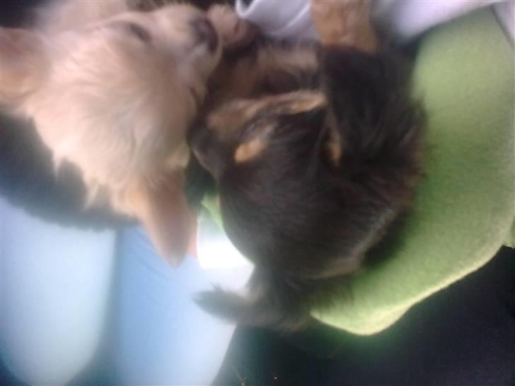 Chihuahua Gismo - gismo og john billede 9