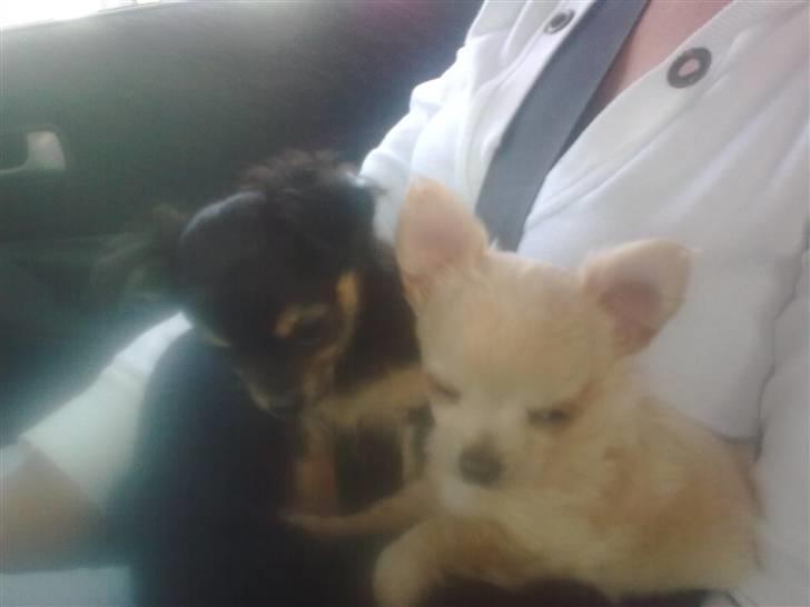 Chihuahua Gismo - gismo og john billede 10