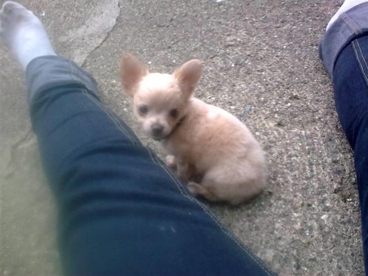 Chihuahua Gismo - gismo skat:) billede 11