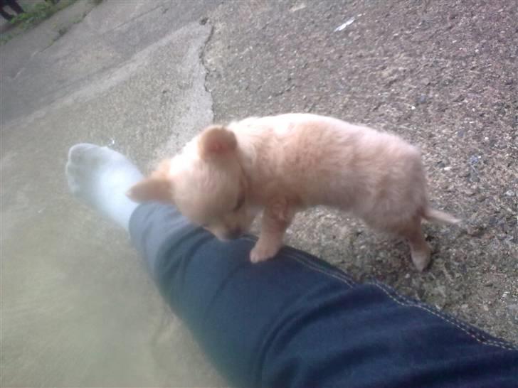 Chihuahua Gismo - gismo skat:) billede 12