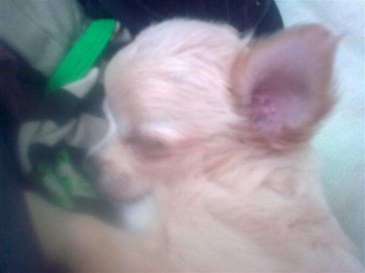 Chihuahua Gismo - gismo skat som putter billede 13