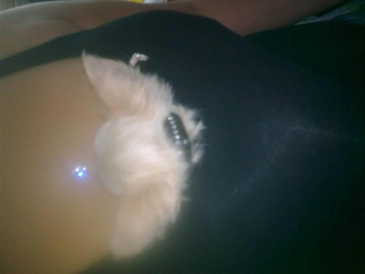 Chihuahua Gismo - gismo skat som putter hos lille mor billede 14