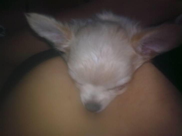 Chihuahua Gismo - gismo skat som putter hos lille mor billede 15