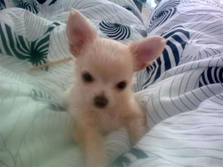 Chihuahua Gismo - charmetrold;) billede 16