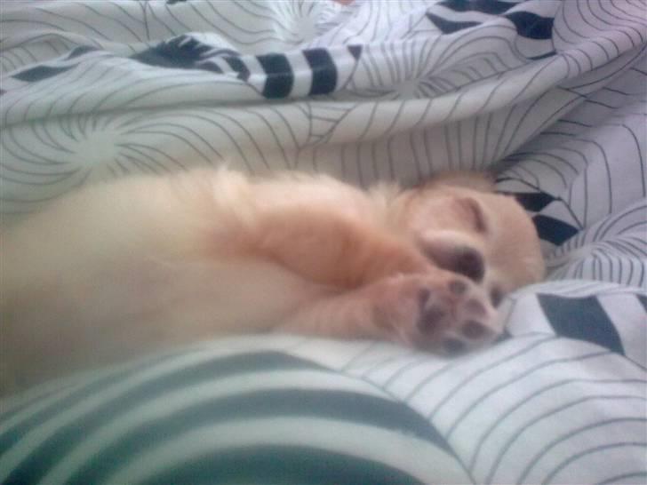 Chihuahua Gismo - putte skat:) billede 17