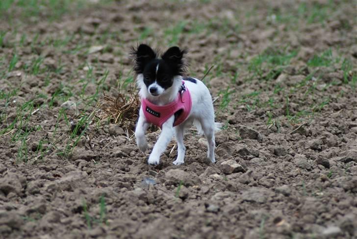 Chihuahua Soya - Jeg kommer nu mor... billede 20