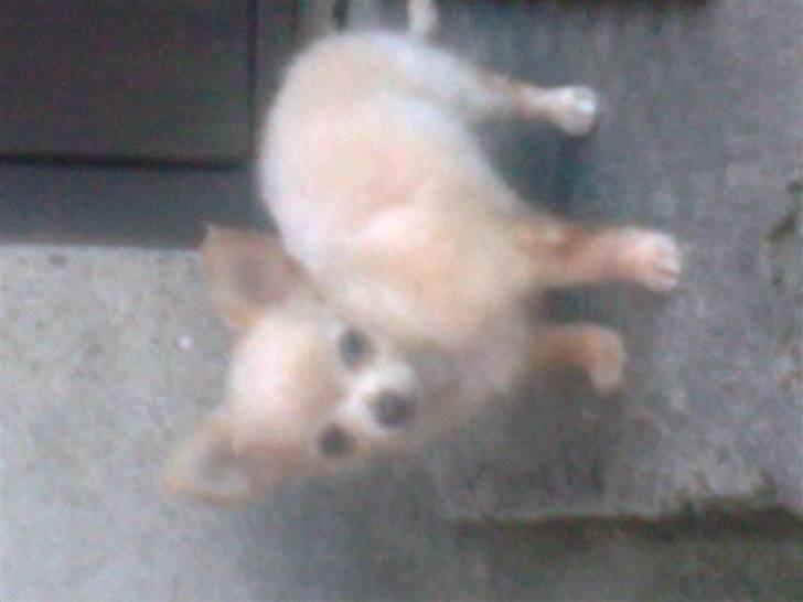 Chihuahua Gismo billede 18