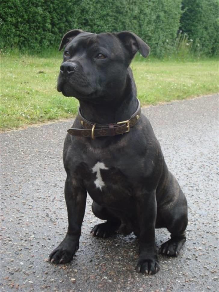 Staffordshire bull terrier     ITSO  24. okt - Itso 2009 billede 20