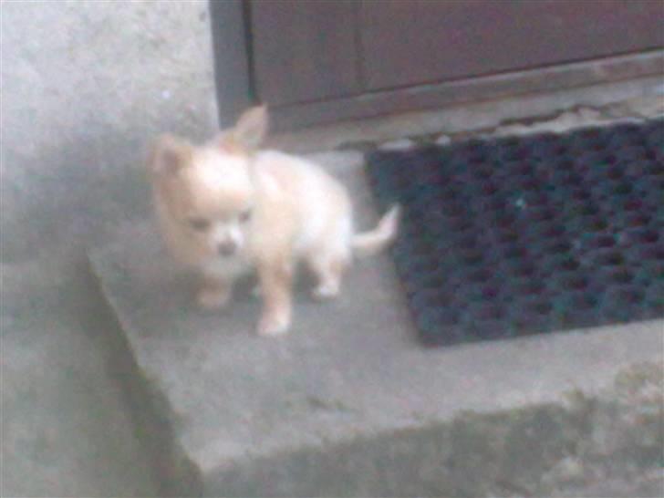 Chihuahua Gismo billede 19