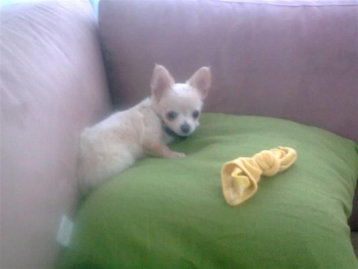 Chihuahua Gismo billede 20