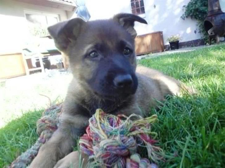 Schæferhund Pri-Wat Aica - Aica 7 uger billede 1