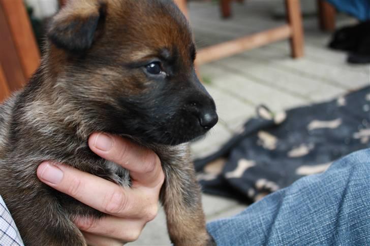 Schæferhund Pri-Wat Aica - Aica 6 uger billede 2