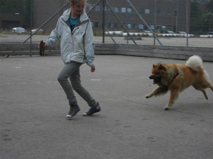 Eurasier Louis - Mig og min elskede<3 leger xD.. billede 20