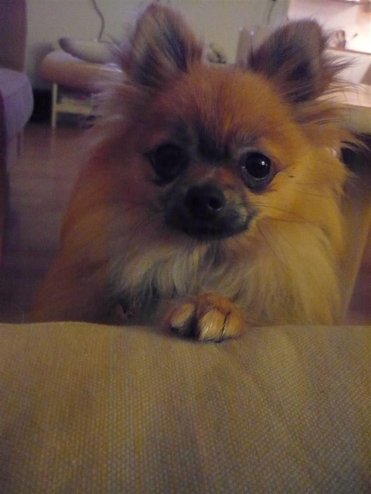 Pomeranian Malik R.I.P - Må jeg ikke nok komme op i sofaen mor ? billede 17