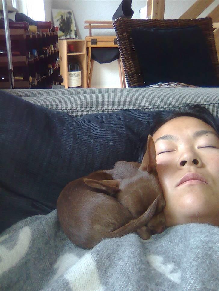 Chihuahua Wilma - Hvad er hyggeligere end at sove i ske og i arm? At sove på skulder... billede 5