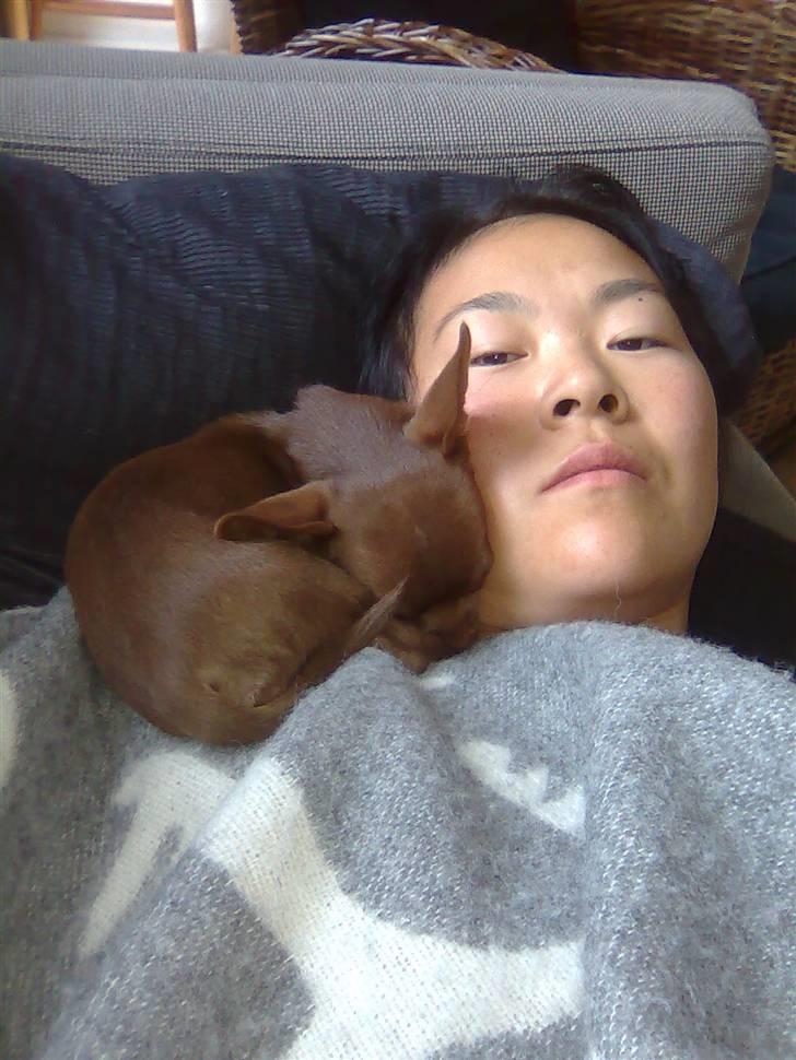 Chihuahua Wilma - Sover trygt og godt på mors skulder billede 6