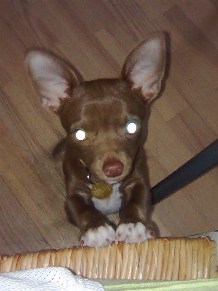 Chihuahua Wilma - Er jeg sød nuuuuu??? billede 7