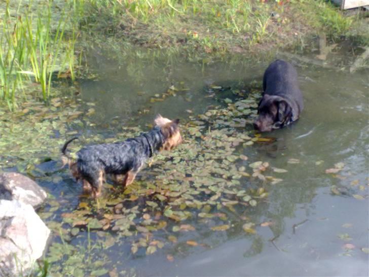 Yorkshire terrier Kurt - Hmmm, jeg er altså ikke helt tryg ved alt det vand... billede 8
