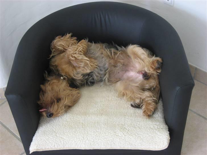 Yorkshire terrier Kurt - Det er hårdt at være en lille hund ;) billede 9
