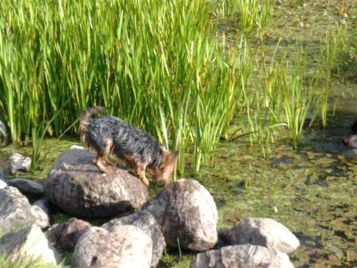 Yorkshire terrier Kurt - Hmmm, hvad mon der gemmer sig mellem stenene billede 10