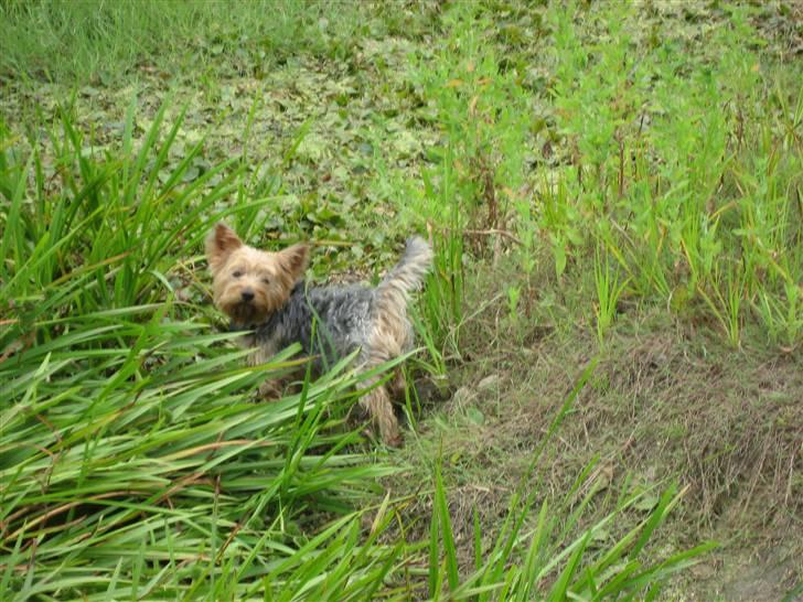 Yorkshire terrier Kurt - Hey, den her sø er god underholdning! billede 11