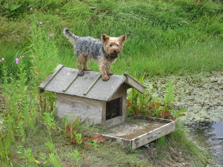 Yorkshire terrier Kurt - Jeg ved godt at det er ændernes hus, men udsigten er fantastisk her fra :) billede 12