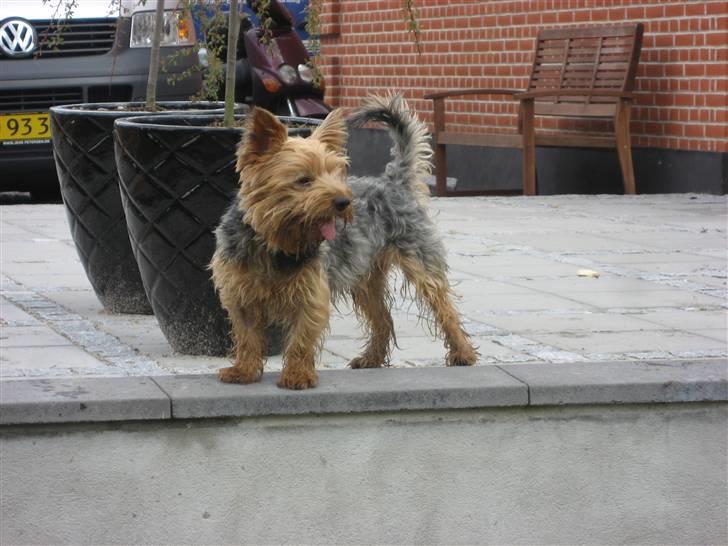 Yorkshire terrier Kurt - Overvejer lige om jeg skal blæse ned til Pumba der pjasker i søen... billede 13