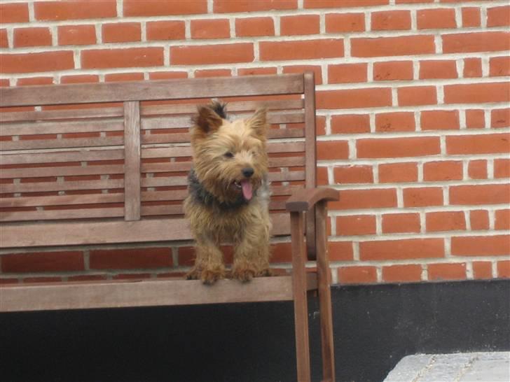 Yorkshire terrier Kurt - Total yndlings udkigspost.... billede 14