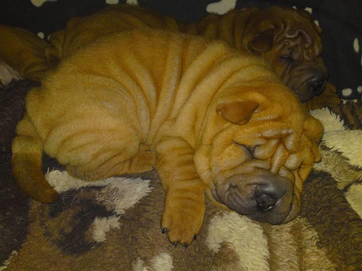 Shar pei MultiCH China Dream Bailey - Sover lige lidt mere. billede 4