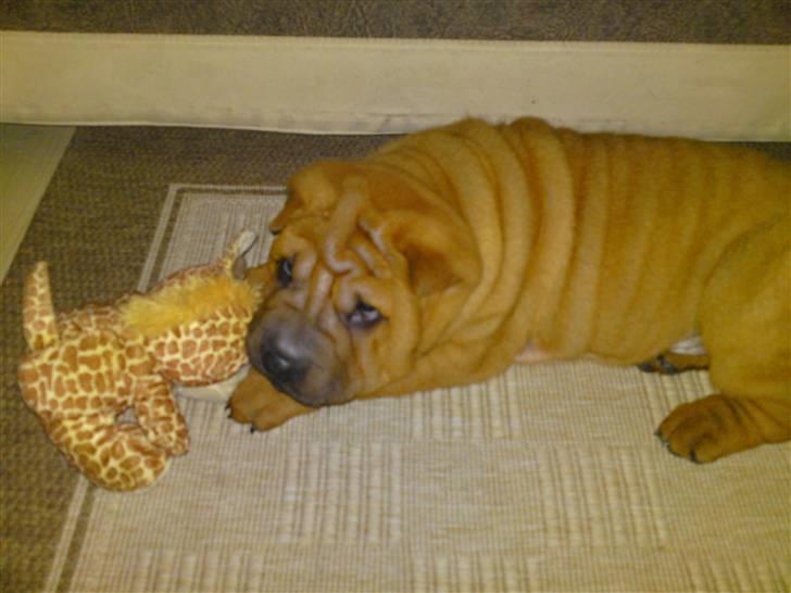 Shar pei MultiCH China Dream Bailey - Så kan du lære det. billede 7