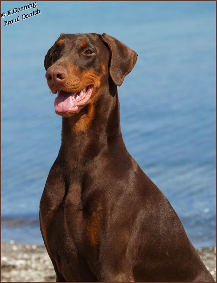 Dobermann Serbian Star V Masterhof - 23 mdr gammel -  April 2011  billede 4