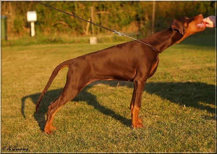 Dobermann Serbian Star V Masterhof billede 5