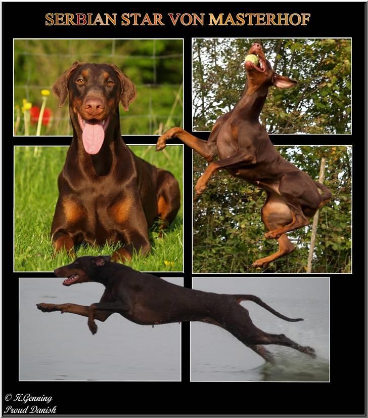 Dobermann Serbian Star V Masterhof - Hjemmelavet collage 2010 billede 7