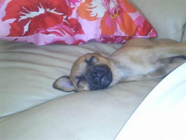 Blanding af racer Tulle billede 15