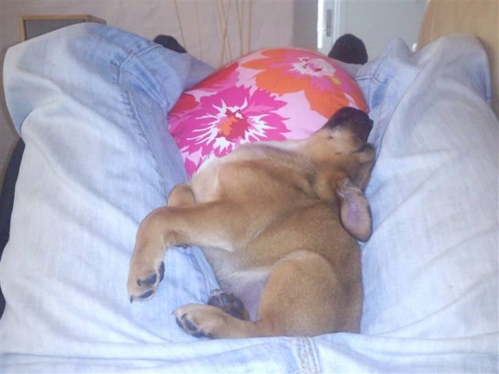 Blanding af racer Tulle billede 16