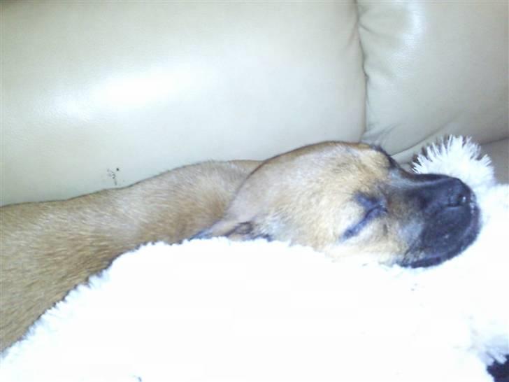 Blanding af racer Tulle billede 17