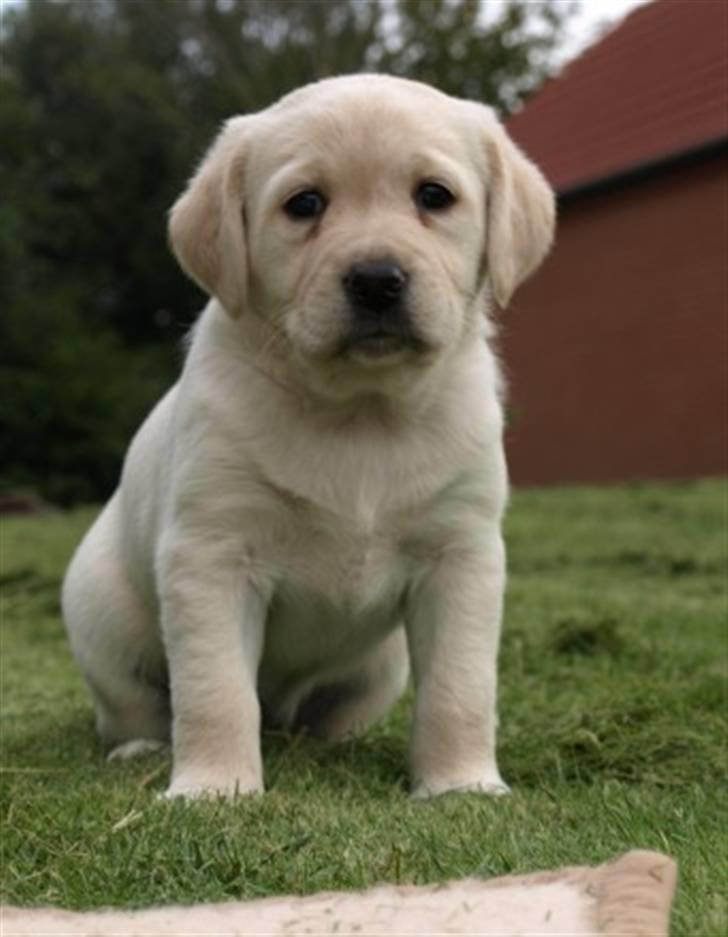 Blanding af racer R.I.P. Bella billede 5