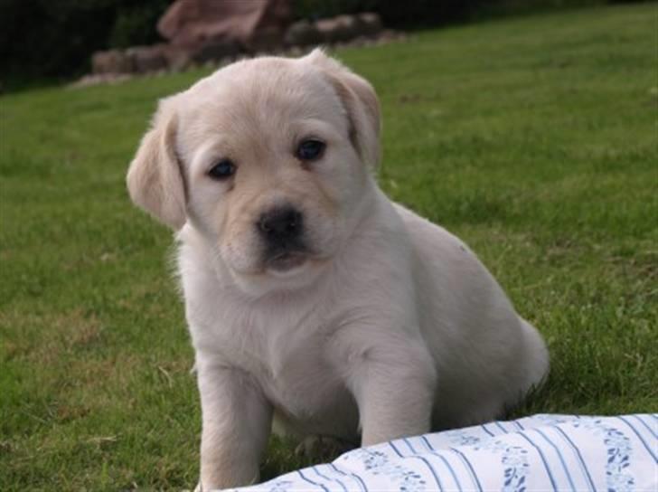 Blanding af racer R.I.P. Bella billede 6