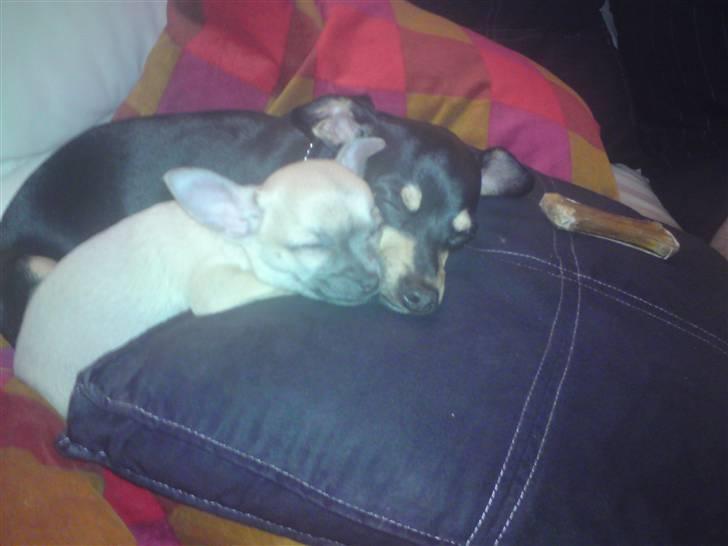 Chihuahua Mercedes billede 2