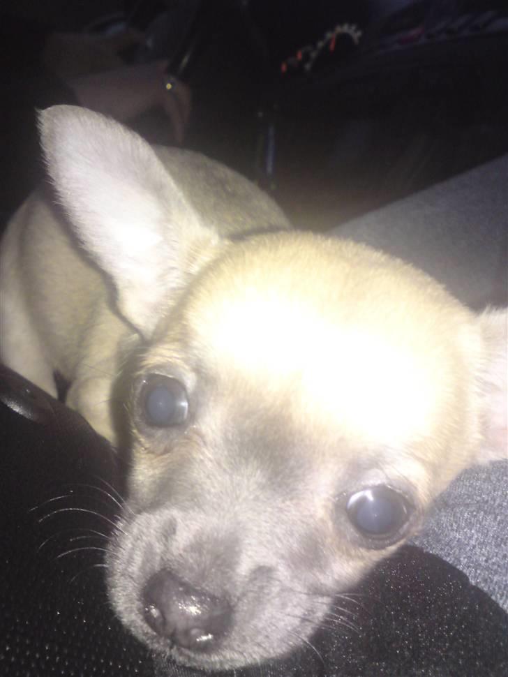 Chihuahua Mercedes billede 3