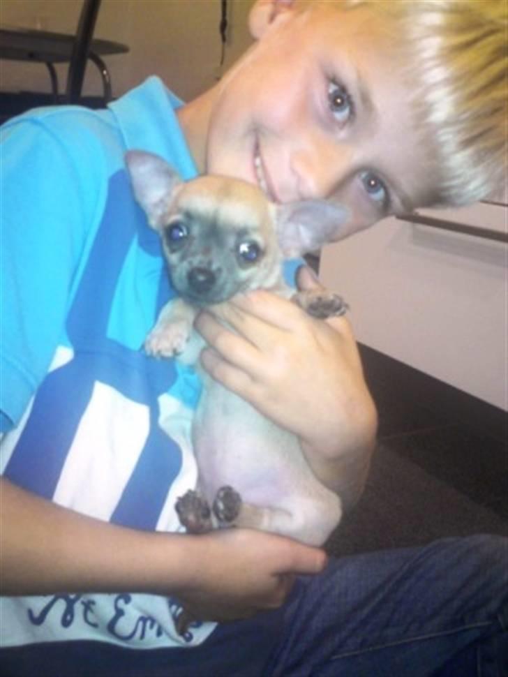 Chihuahua Mercedes billede 4